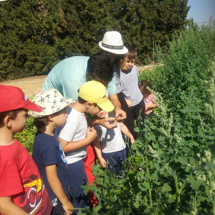 jaja FUN Excursión huerto escuela en Madrid 7 Semillas-de-mostaza-jaja-FUN 750x750
